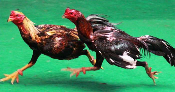 พรมปูสังเวียนไก่ชน